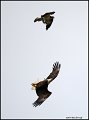 _1SB9248 opsrey harrassing bald eagle